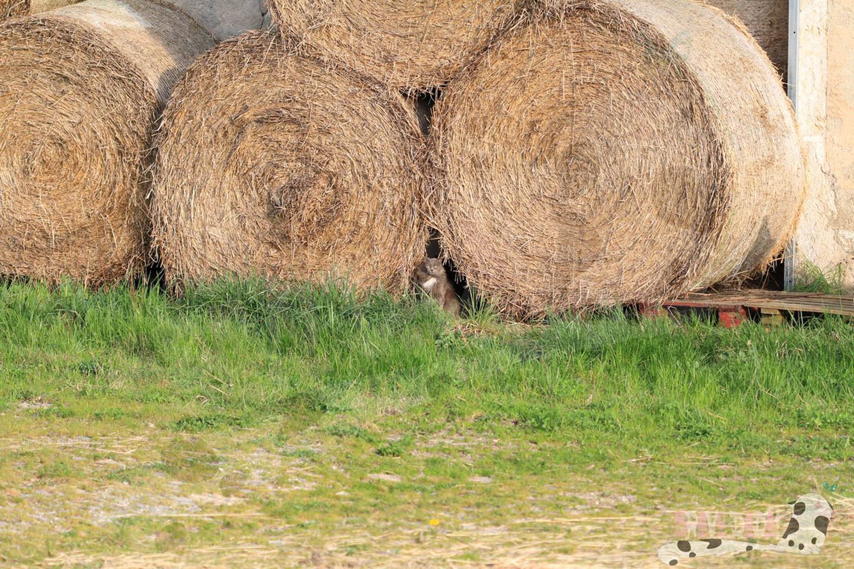 Sell Hay For Animal Feed