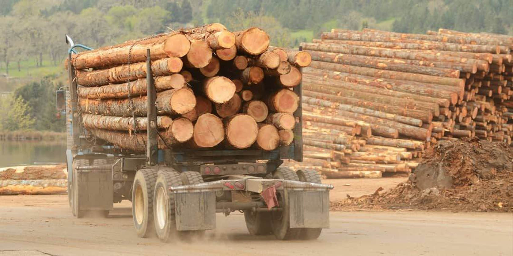 Sell Wood Harvested From Your Property