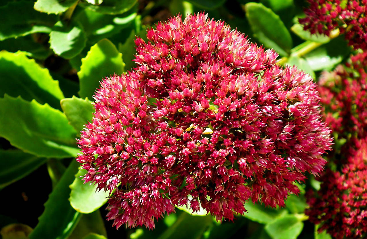 Autumn Sedum