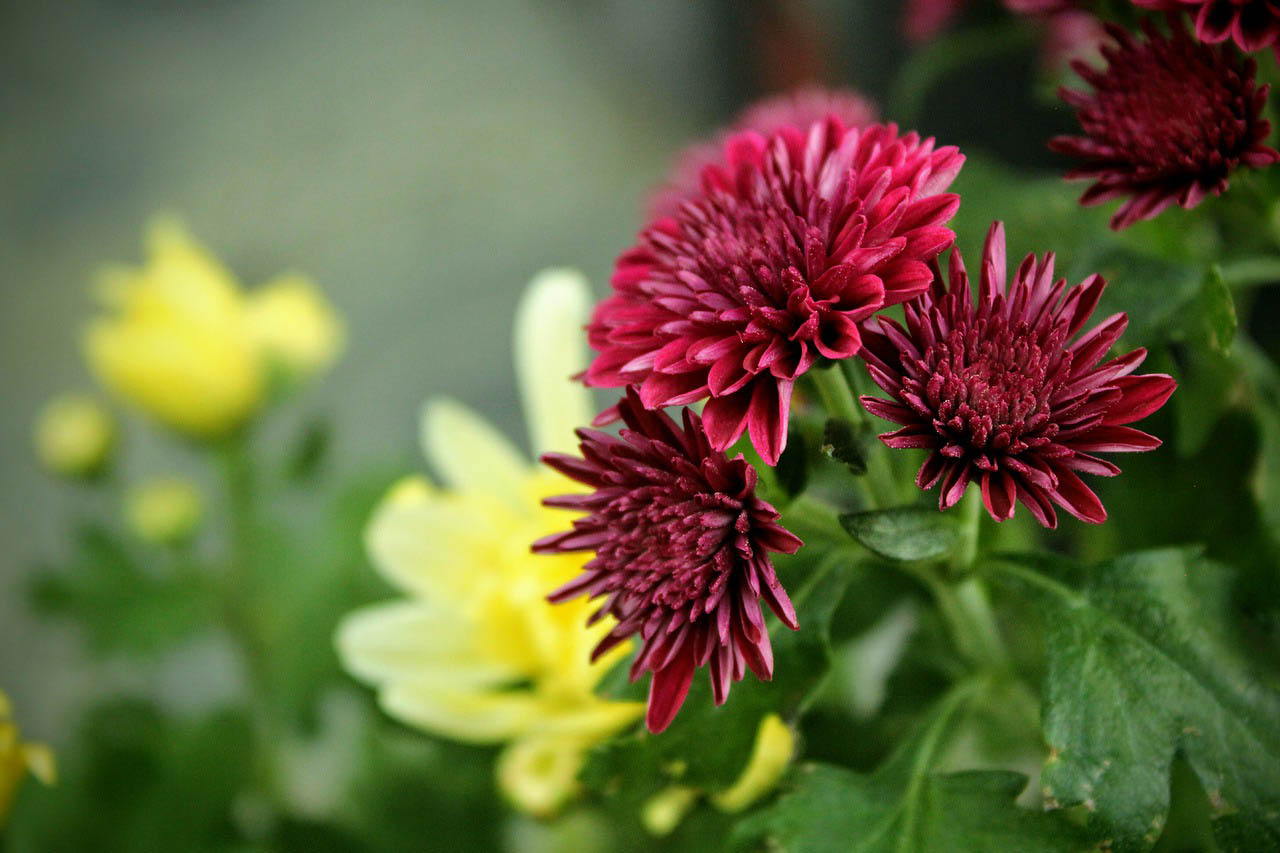 Chrysanthemums