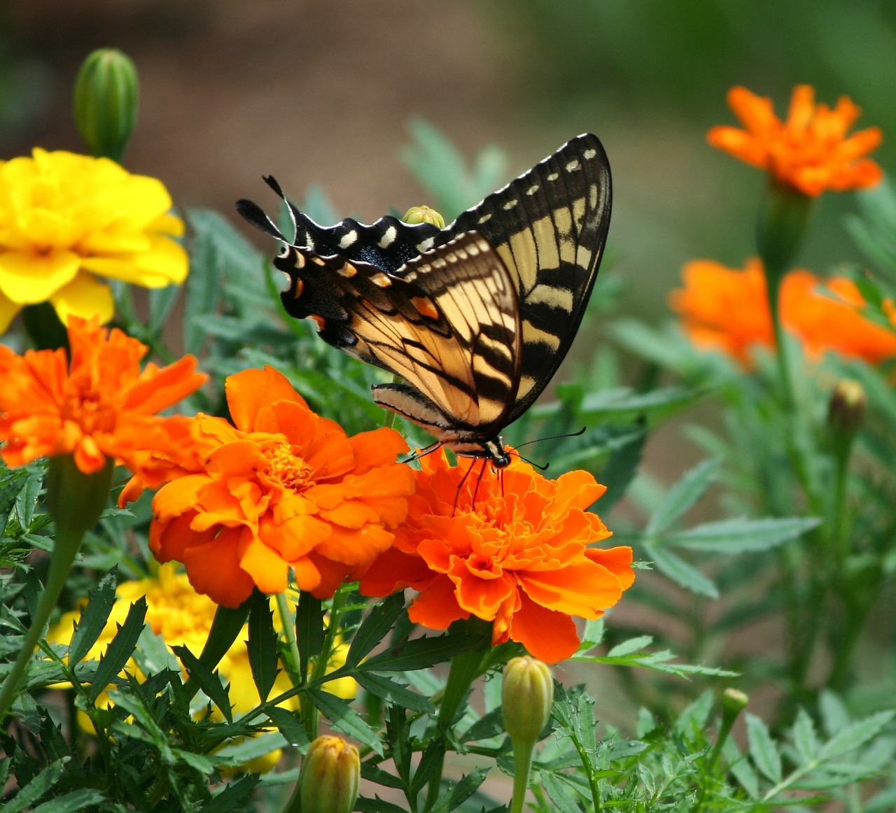 Marigolds