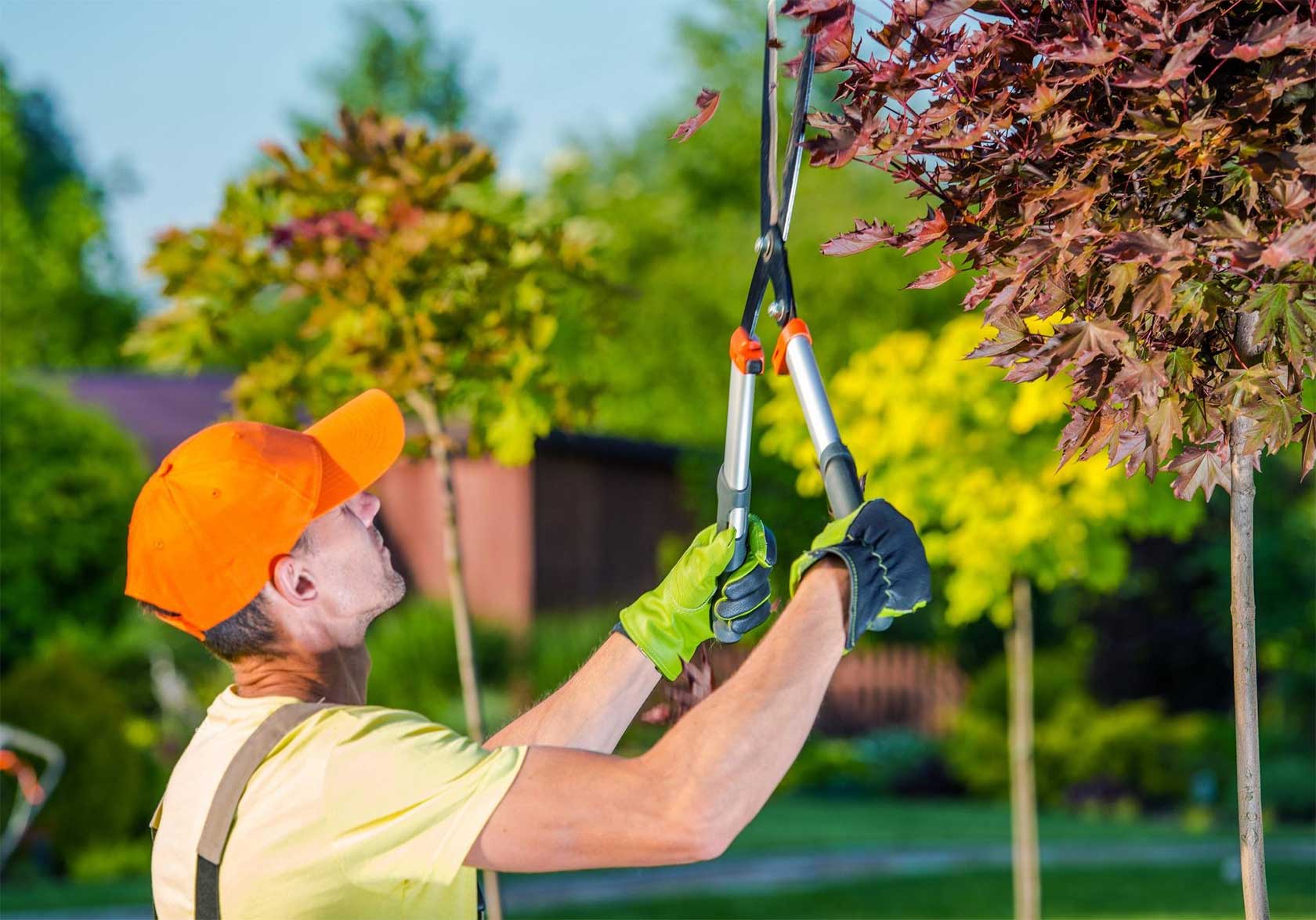 West Jordan Tree Service