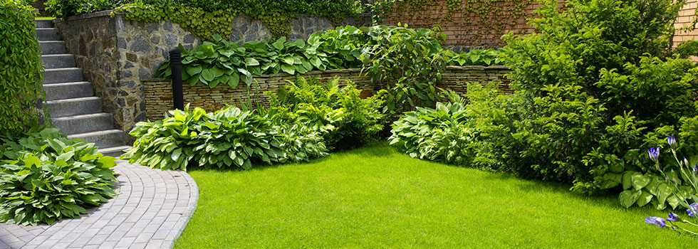 Lush Green Lawn