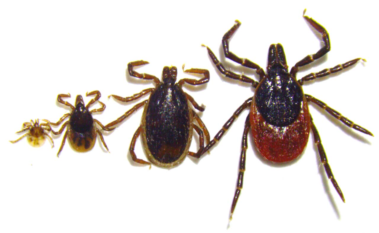 Borrelia Miyamotoi