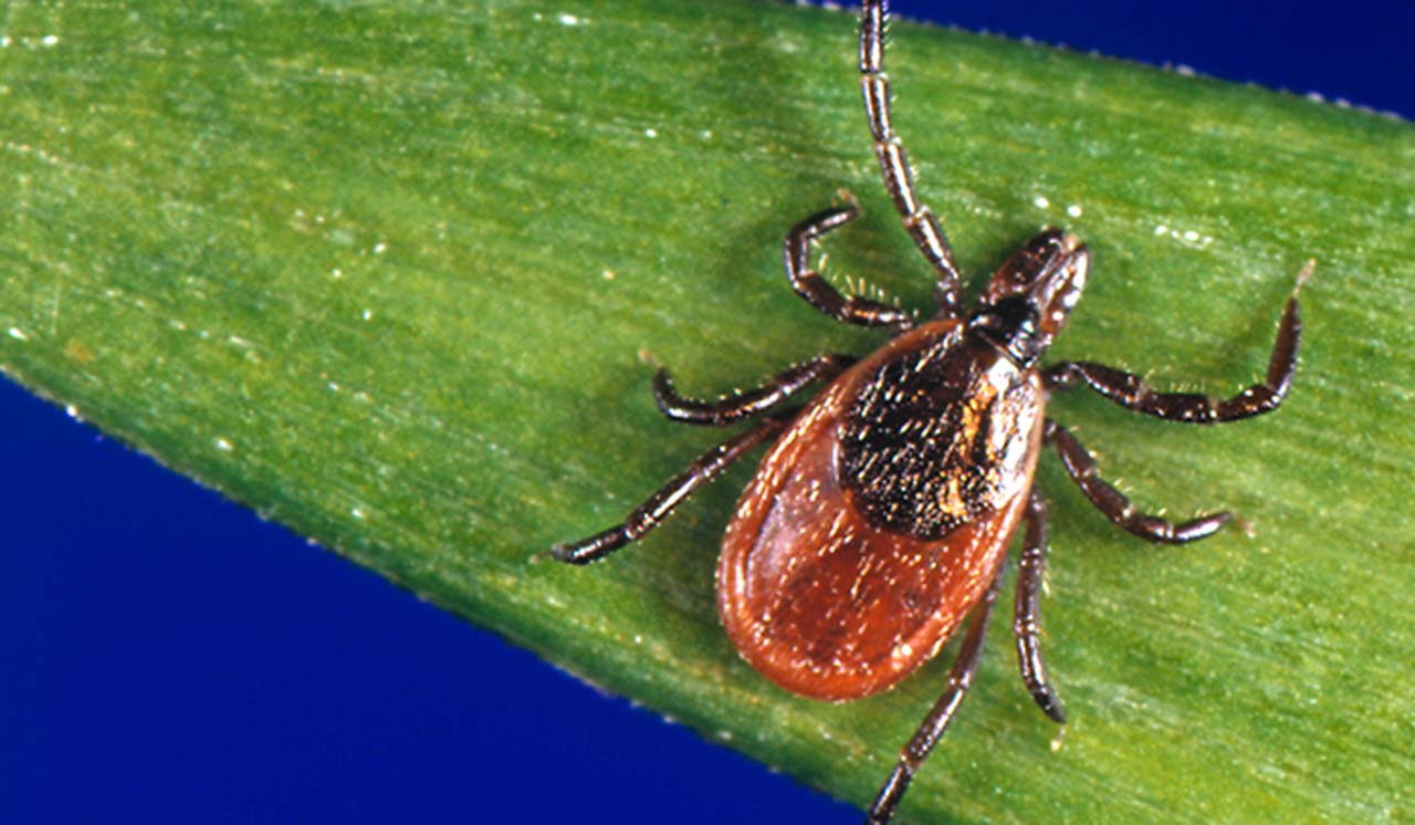 Powassan Virus