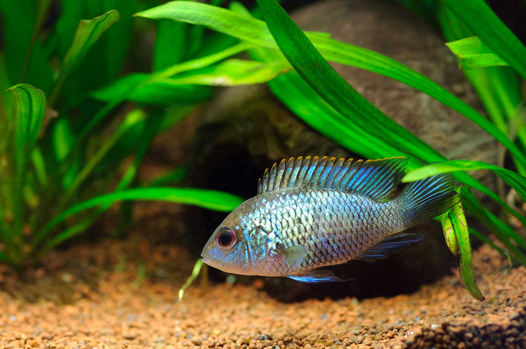 Tropical Fish